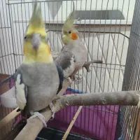 عروس هلندی
