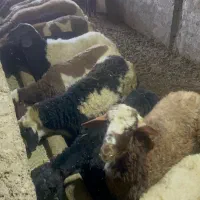 بره کشتاری همراه قصاب