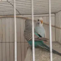 یک جفت مرغ عشق