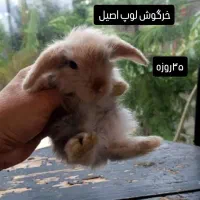 خرگوش لوپ بامزه
