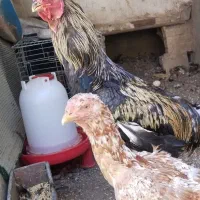 لاری مرغ خروس جوجه