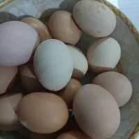 تخم مرغ محلی