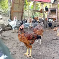 جوجه مرغ وخروس
