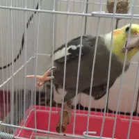 ریکو گمشده نر