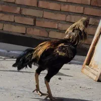 خروس لاری نژاد دار