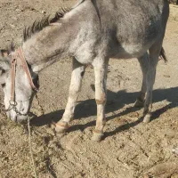 کری مری