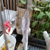 عروس هلندی سخنگو|پرنده|کرج, مصباح|دیوار