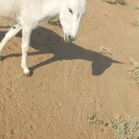 خر نر برای فروش|حیوانات مزرعه|باوی, |دیوار