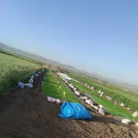 برنج پیش فروش
