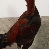 خروس لاری قلم سبز|حیوانات مزرعه|آمل, |دیوار