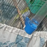 مرغ عشق دستی|پرنده|ساوه, |دیوار