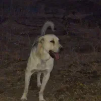 سگ عراقی|سگ|خلخال, |دیوار