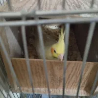 جفت عروس هلندی مولد