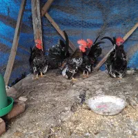 خروس جاپنیز ۳عدد