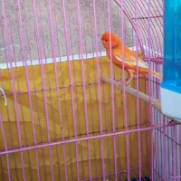 قناری نر مست مست