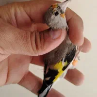 ماده سهره کار داده