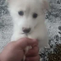 توله سگ پامر روباهی و اشپیتز ۳ماه نر|سگ|رشت, شهریاران|دیوار