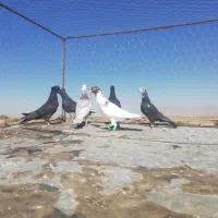 کبوتر پرشی|پرنده|شیروان (خراسان), |دیوار