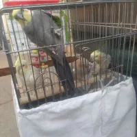 4 تا عروس هلندی فروش فوری|پرنده|صحنه, |دیوار