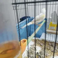 جفت قناری|پرنده|یزد, |دیوار