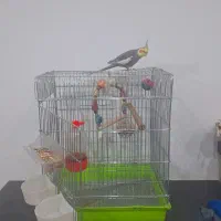 پرنده عروس هلندی|پرنده|شیراز, تندگویان|دیوار