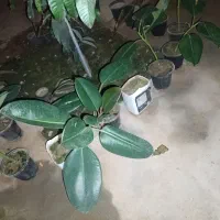 گل فیلتوس (فیلکوس)