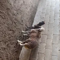 گوسفند
