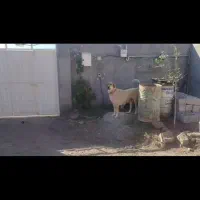 ماده پژدر عراقی فروشی