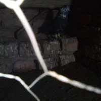 سوسکی بزک نر مست|پرنده|نیشابور, دهنو|دیوار