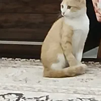 واگذاری گربه رایگان