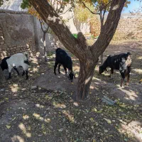 ۳عددبزجوان شیری تماس بگیرید پیام بدید