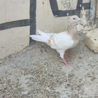 سوسنی زرد کاکلی