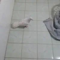 کفتر سار|پرنده|شیروان (خراسان), |دیوار