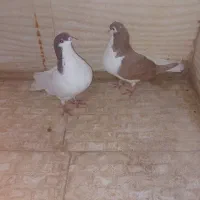 ۳۰۰۰،۰۰۰|پرنده|باغستان, |دیوار