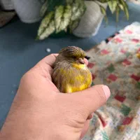 قناری نژاد گلاستر|پرنده|ساری, |دیوار