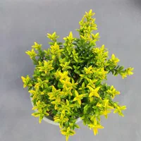 شمشاد نعنایی طلایی و ابلق و سبز|گل و گیاه طبیعی|تهران, صادقیه|دیوار