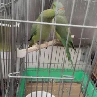 گرینچیک یلوسایدویه جفت ملنگو ویه جفت عروس آلبینو|پرنده|صائین قلعه, |دیوار