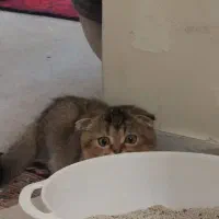 بچه گربه اسکاتیش فولد|گربه|تهران, شهرک پرواز|دیوار