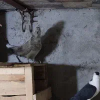 چند جفت کفتر پروندنی|پرنده|حمیدیا, |دیوار