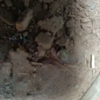 زور گوسفندی خالص