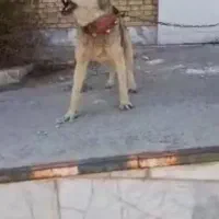 واگذاری سگ نگهبان