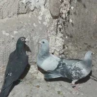 سه عدد نر به ضمانت هوا