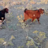 چپش نر|حیوانات مزرعه|دورود, |دیوار