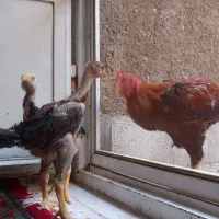 جوجه خروس لاری