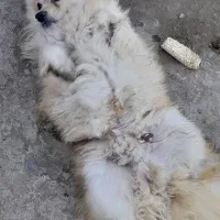 توله سگ نر دوساله|سگ|اردبیل, |دیوار