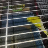 مرغ عشق