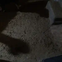 کود حیوانی گوسفندی