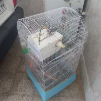 عروس هلندی|پرنده|تربت‌حیدریه, یحیی آباد|دیوار