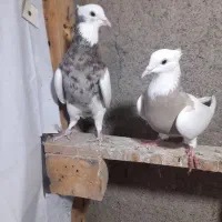 چندجفت رنگه مقبول|پرنده|مشهد, فارغ التحصیلان|دیوار