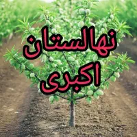 نهال در کرمانشاه میاندربند